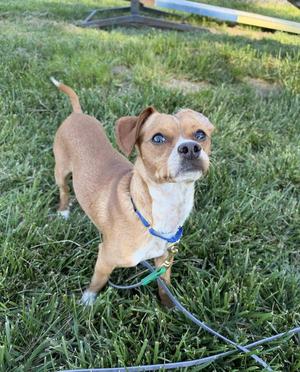 A small brown dog with blue eyes standing on grass, wearing a blue collar and leash.