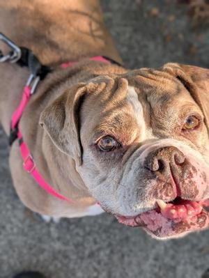 Silvy, American Bulldog, adult, available for adoption