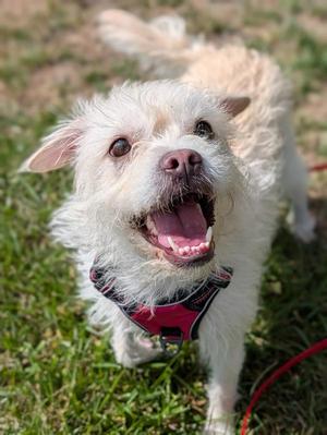 Cassidy, Terrier, adult, available for adoption