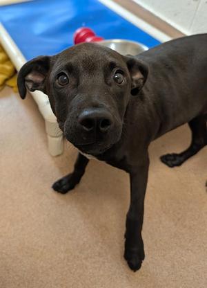 Hall, Catahoula Leopard Dog / Miniature Pinscher, puppy, available for adoption