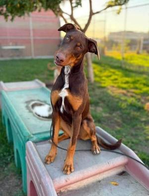 Potluck, Doberman Pinscher, adult, available for adoption