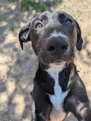 Cole, Labrador Retriever, young, available for adoption