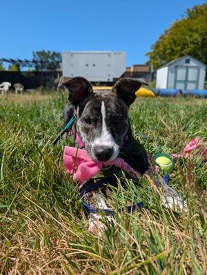 Gemini, Pit Bull Terrier, young, available for adoption