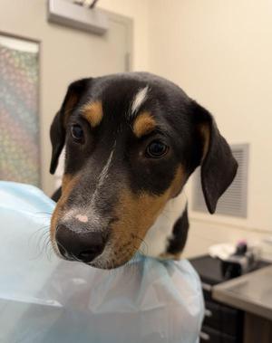 Casper, Mixed Breed, puppy, available for adoption