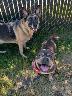 Pizookie, American Bully, senior, available for adoption