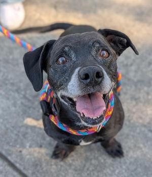 Baxter, Terrier, senior, available for adoption