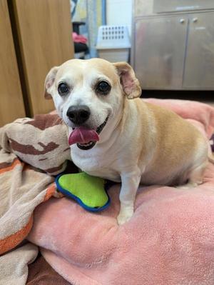 Broccoli Robert, Chihuahua / Beagle, senior, available for adoption