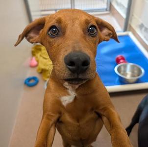 Oates, Catahoula Leopard Dog / Miniature Pinscher, puppy, available for adoption