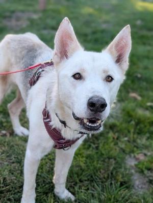 Blaze, Siberian Husky, senior, available for adoption