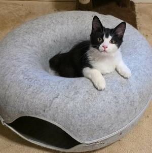 Benzo, available for adoption