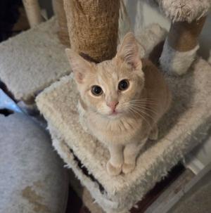 Bailiff, available for adoption