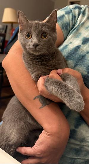 Asphalt Queen, available for adoption