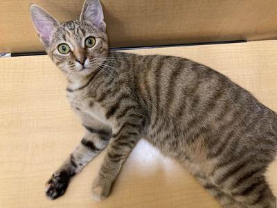 All-Star Breakfast, available for adoption