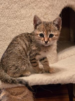 All-Star Breakfast, available for adoption
