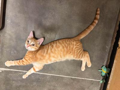 Barbacoa, available for adoption