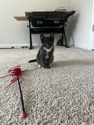 Blaney, available for adoption