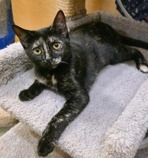 Bugatti, available for adoption
