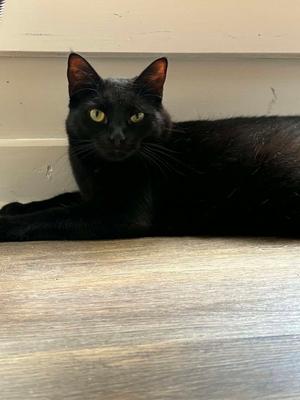 A black cat with bright yellow eyes is lying on a wooden floor, looking directly at the camera.
