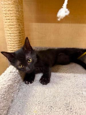 Bo, available for adoption