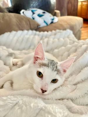 Basura, available for adoption