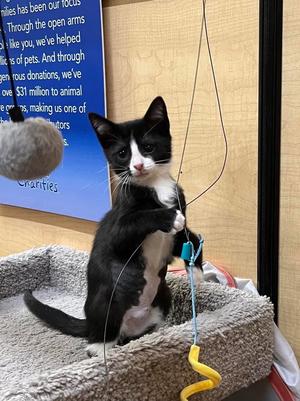 Bridezilla, available for adoption