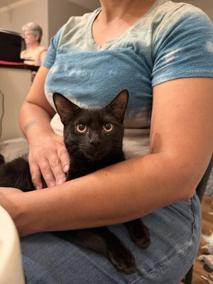 Blinx, available for adoption
