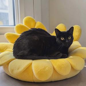 Bing Bong, available for adoption