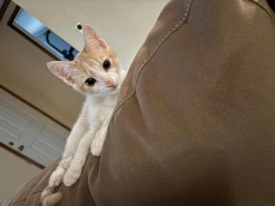 A light-colored cat with white and orange fur is sitting on a brown couch, looking directly at the camera.