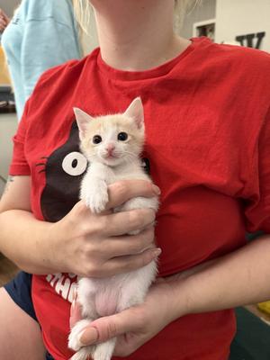 Beanie Weenie, available for adoption