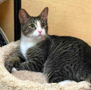 Buckwheat, available for adoption