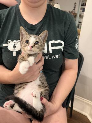 Bargain, available for adoption