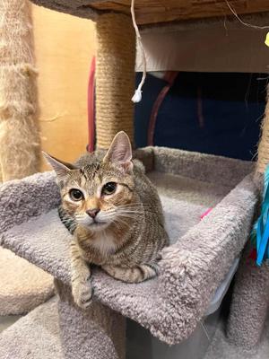 Brisket, available for adoption
