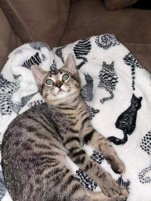 Accomplice, available for adoption