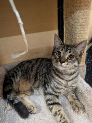 Accomplice, available for adoption