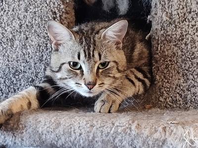 Anchovy, available for adoption