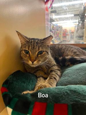 Boa, available for adoption