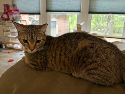 Boa, available for adoption