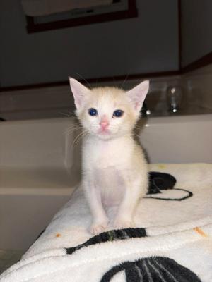 Baked Beans, available for adoption