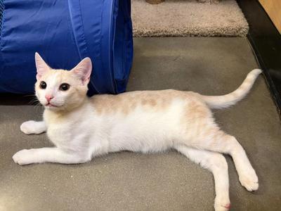 Baked Beans, available for adoption