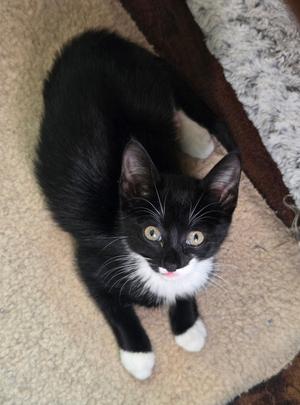 Big Pippin', available for adoption