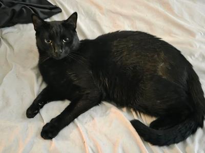 Abscessive, available for adoption