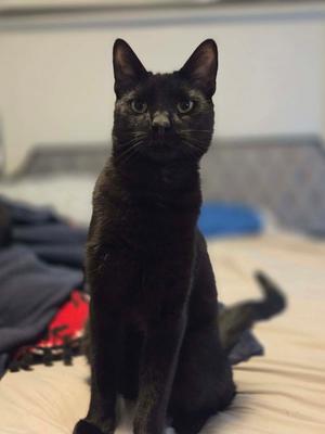 Abscessive, available for adoption