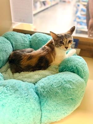Bombshell, available for adoption