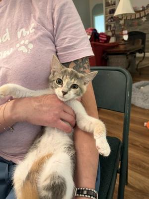 Bombshell, available for adoption