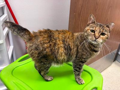 Bebe, available for adoption
