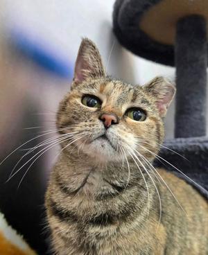 Bebe, available for adoption