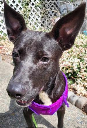 Abilene, Labrador Retriever, adult, available for adoption