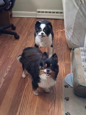 Two dogs standing on a wooden floor, one black and white and the other black and brown with a fluffy coat, both looking at the camera.