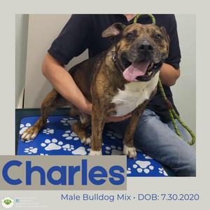 Charles, American Bulldog, adult, available for adoption