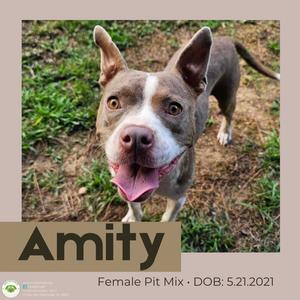 Amity, Pit Bull Terrier, adult, available for adoption